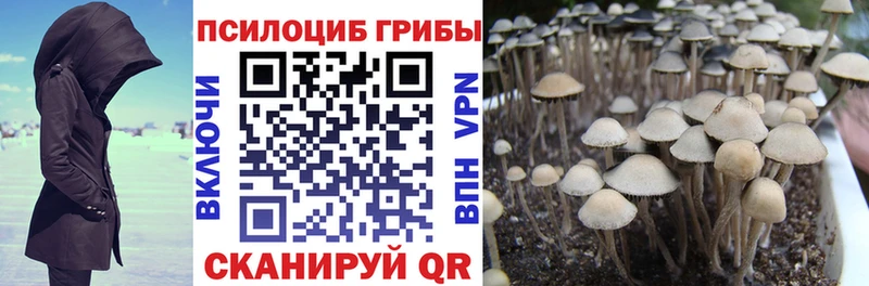 Псилоцибиновые грибы Cubensis  Муром 